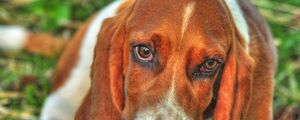 Preview wallpaper basset, dog, eyes, face