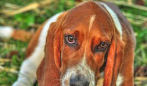 Preview wallpaper basset, dog, eyes, face