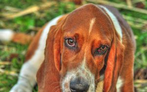 Preview wallpaper basset, dog, eyes, face