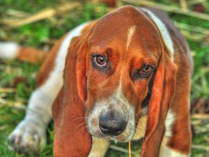 Preview wallpaper basset, dog, eyes, face