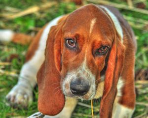 Preview wallpaper basset, dog, eyes, face