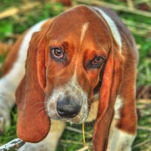 Preview wallpaper basset, dog, eyes, face