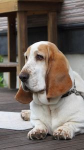 Preview wallpaper basset, dog, face, large ears, bowl