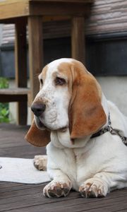 Preview wallpaper basset, dog, face, large ears, bowl