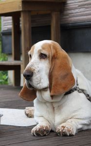 Preview wallpaper basset, dog, face, large ears, bowl