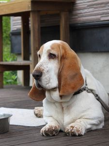 Preview wallpaper basset, dog, face, large ears, bowl