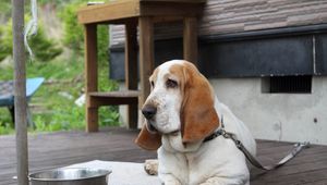 Preview wallpaper basset, dog, face, large ears, bowl