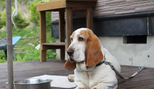 Preview wallpaper basset, dog, face, large ears, bowl