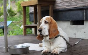 Preview wallpaper basset, dog, face, large ears, bowl