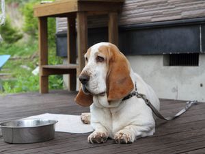 Preview wallpaper basset, dog, face, large ears, bowl