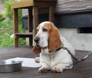 Preview wallpaper basset, dog, face, large ears, bowl