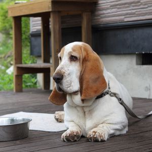 Preview wallpaper basset, dog, face, large ears, bowl