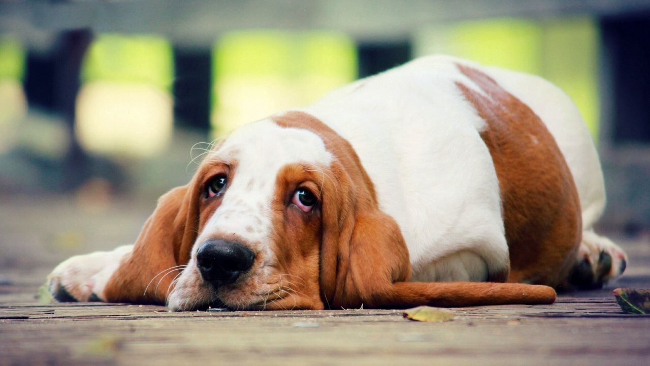 Wallpaper basset, dog, lies, look