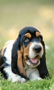 Preview wallpaper basset, dog, puppy, muzzle, grass