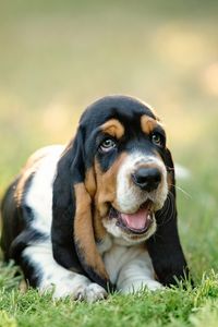 Preview wallpaper basset, dog, puppy, muzzle, grass