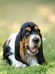 Preview wallpaper basset, dog, puppy, muzzle, grass