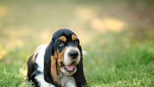 Preview wallpaper basset, dog, puppy, muzzle, grass