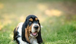 Preview wallpaper basset, dog, puppy, muzzle, grass