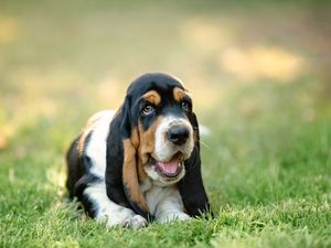 Preview wallpaper basset, dog, puppy, muzzle, grass