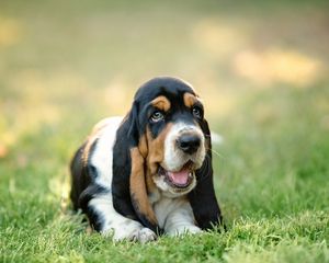 Preview wallpaper basset, dog, puppy, muzzle, grass