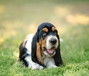 Preview wallpaper basset, dog, puppy, muzzle, grass