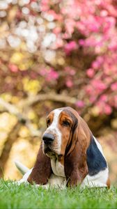 Preview wallpaper basset hound, dog, pet, sakura, flowers, tree