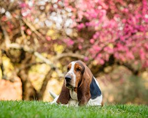 Preview wallpaper basset hound, dog, pet, sakura, flowers, tree