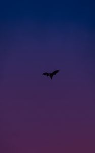 Preview wallpaper bat, animal, wings, flight, purple