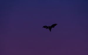 Bat 4k ultra hd 16:10 wallpapers hd, desktop backgrounds 3840x2400, images  and pictures