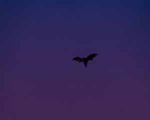 Preview wallpaper bat, animal, wings, flight, purple