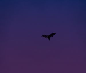 Preview wallpaper bat, animal, wings, flight, purple