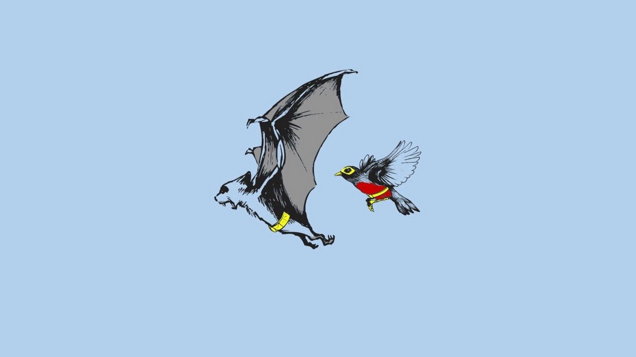 Wallpaper bat, bird, fly, swing