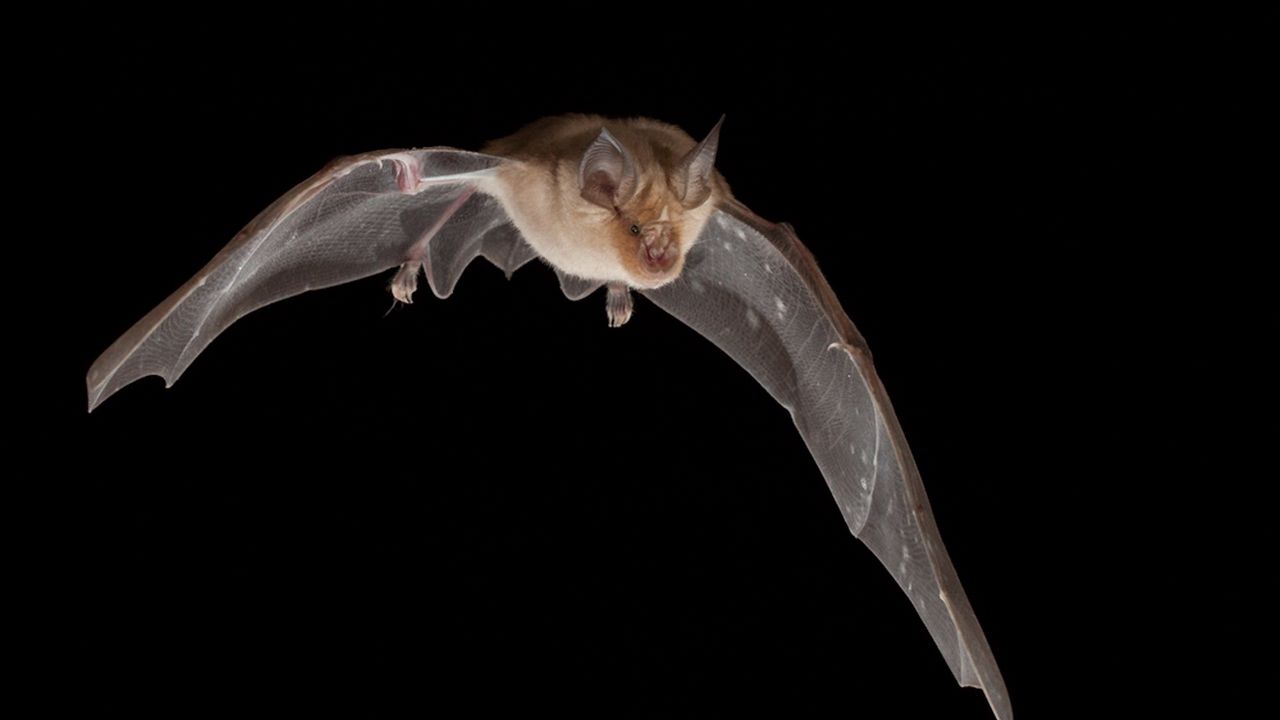 Wallpaper bat, dark, wings, flight