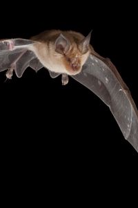 Preview wallpaper bat, dark, wings, flight