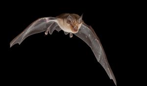 Preview wallpaper bat, dark, wings, flight