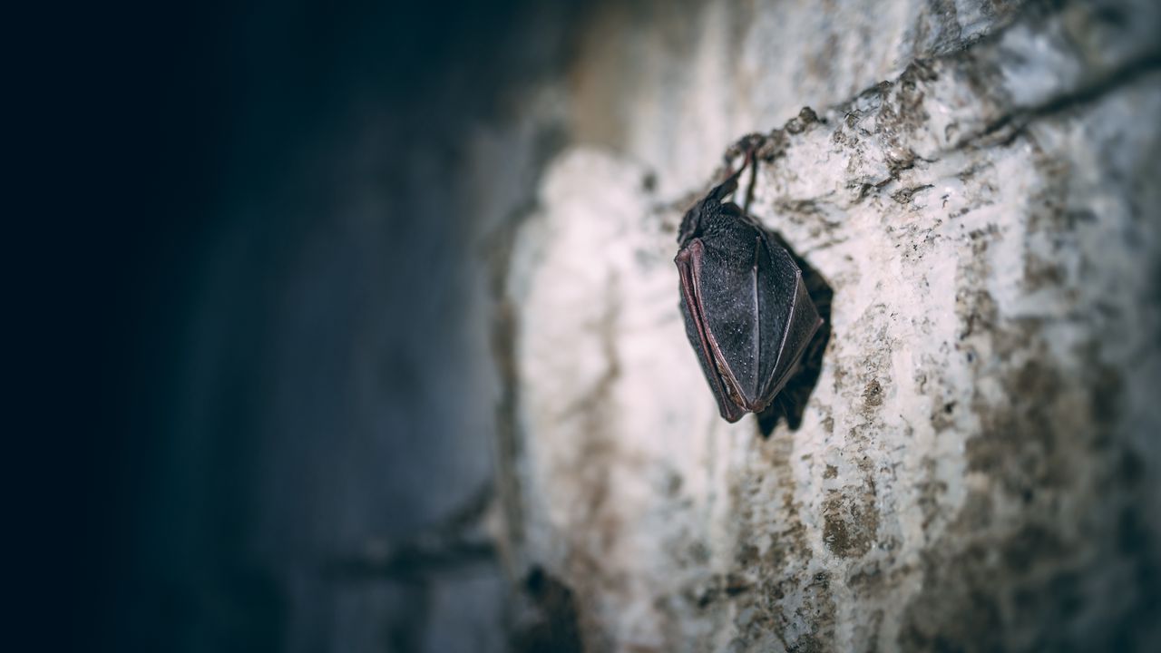 Wallpaper bat, wall, surface, dark