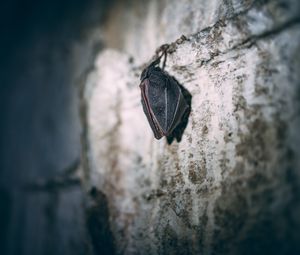 Preview wallpaper bat, wall, surface, dark