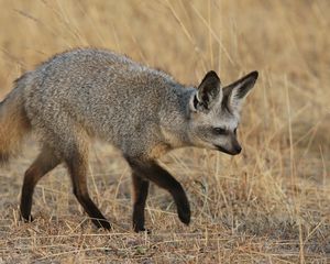 Preview wallpaper bat-eared fox, walk, fox