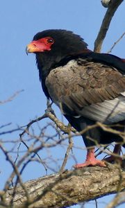 Preview wallpaper bateleur eagle, eagle, bird, branch, wildlife