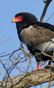 Preview wallpaper bateleur eagle, eagle, bird, branch, wildlife