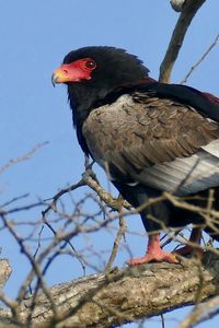 Preview wallpaper bateleur eagle, eagle, bird, branch, wildlife