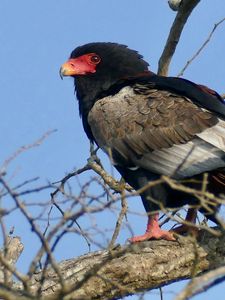 Preview wallpaper bateleur eagle, eagle, bird, branch, wildlife