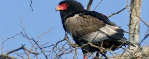 Preview wallpaper bateleur eagle, eagle, bird, branch, wildlife