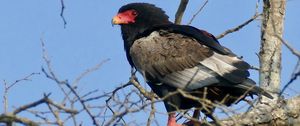 Preview wallpaper bateleur eagle, eagle, bird, branch, wildlife