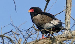 Preview wallpaper bateleur eagle, eagle, bird, branch, wildlife