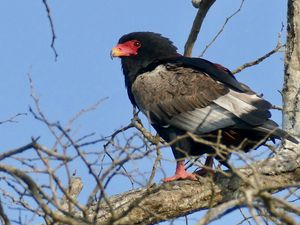 Preview wallpaper bateleur eagle, eagle, bird, branch, wildlife