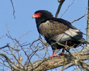 Preview wallpaper bateleur eagle, eagle, bird, branch, wildlife