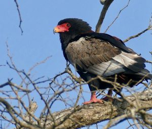 Preview wallpaper bateleur eagle, eagle, bird, branch, wildlife