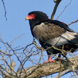 Preview wallpaper bateleur eagle, eagle, bird, branch, wildlife