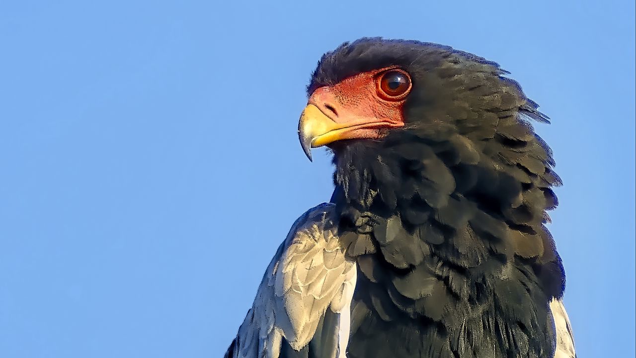 Wallpaper bateleur eagle, eagle, bird, branch, wildlife, sky